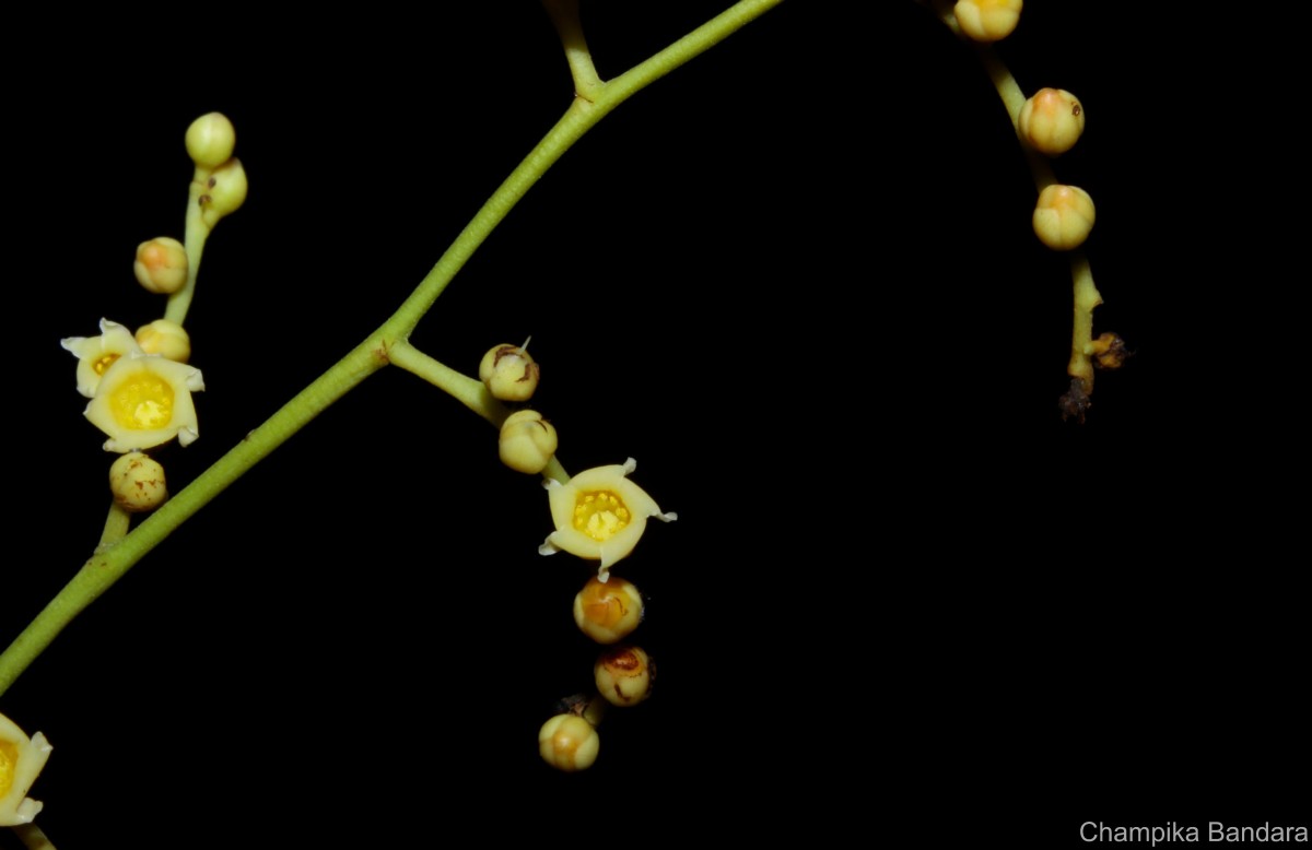 Hopea brevipetiolaris (Thwaites ex Trimen) P.S.Ashton